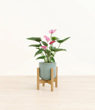 Lade das Bild in den Galerie-Viewer, Reactive Aqua stand:bamboo
