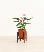 Lade das Bild in den Galerie-Viewer, Glossy Red stand:walnut
