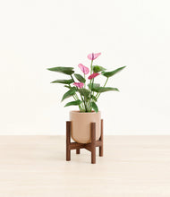 Lade das Bild in den Galerie-Viewer, Glossy Pink stand:walnut

