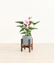 Lade das Bild in den Galerie-Viewer, Misty Blue stand:walnut
