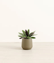 Load image into Gallery viewer, Olive*****Profile
