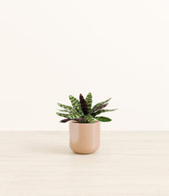 Load image into Gallery viewer, Glossy Pink*****Profile
