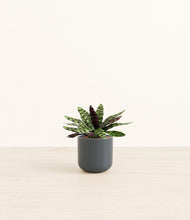 Load image into Gallery viewer, Iron Gray*****Profile
