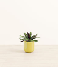 Load image into Gallery viewer, Key Lime Yellow*****Profile
