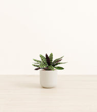 Load image into Gallery viewer, Cotton White*****Profile
