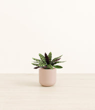 Load image into Gallery viewer, Sandy Pink*****Profile
