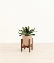 Load image into Gallery viewer, Glossy Pink stand:walnut
