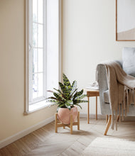 Load image into Gallery viewer, Calm Rose stand:bamboo
