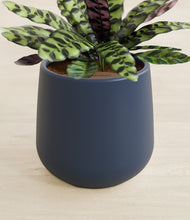 Load image into Gallery viewer, Deep Navy stand:all
