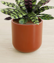 Load image into Gallery viewer, Glossy Red stand:all
