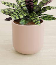 Load image into Gallery viewer, Sandy Pink stand:all
