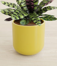 Load image into Gallery viewer, Key Lime Yellow stand:all
