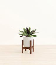 Load image into Gallery viewer, Hammered Ivory stand:walnut
