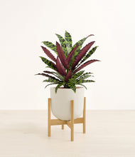 Load image into Gallery viewer, Natural Bamboo stand:bamboo

