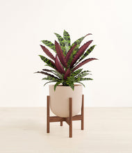 Load image into Gallery viewer, Sandy Pink stand:walnut
