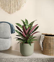 Load image into Gallery viewer, Sage Green
