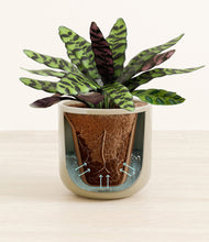 Load image into Gallery viewer, Sage Green stand:all
