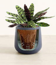 Load image into Gallery viewer, Deep Navy stand:all
