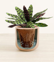 Load image into Gallery viewer, Glossy Pink stand:all
