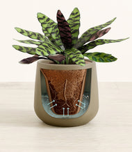 Load image into Gallery viewer, Olive stand:all
