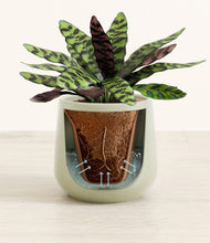 Load image into Gallery viewer, Turquoise stand:all
