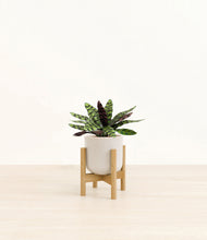 Load image into Gallery viewer, Snowdrift White stand:bamboo
