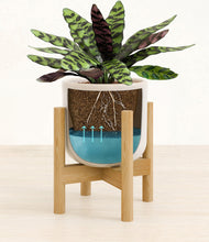 Load image into Gallery viewer, Snowdrift White stand:walnut
