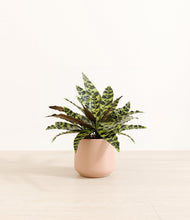 Load image into Gallery viewer, Gentle Pink*****Profile
