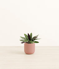 Load image into Gallery viewer, Striped Rose Pink*****Profile

