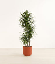 Load image into Gallery viewer, Earth Red*****Profile
