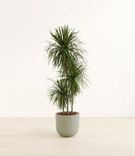 Load image into Gallery viewer, Sage Green*****Profile
