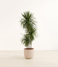 Load image into Gallery viewer, Sandy Pink*****Profile
