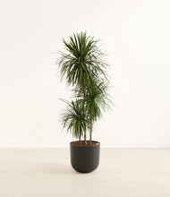 Load image into Gallery viewer, Stone Black*****Profile
