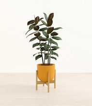Load image into Gallery viewer, Sunset Orange stand:bamboo
