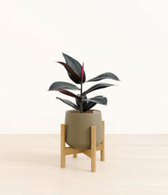 Load image into Gallery viewer, Olive stand:bamboo
