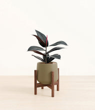Load image into Gallery viewer, Olive stand:walnut
