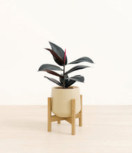 Load image into Gallery viewer, Almond Green stand:bamboo
