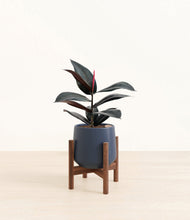 Load image into Gallery viewer, Deep Navy stand:walnut

