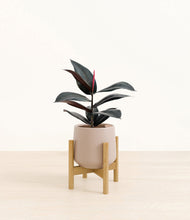 Load image into Gallery viewer, Eternal Gray stand:bamboo
