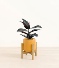 Load image into Gallery viewer, Mustard stand:bamboo
