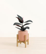 Load image into Gallery viewer, Calm Rose stand:bamboo
