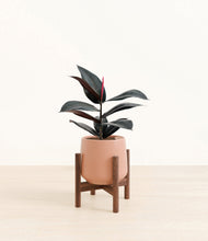 Load image into Gallery viewer, Calm Rose stand:walnut
