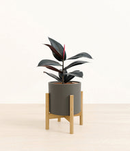 Load image into Gallery viewer, Dark Olive stand:bamboo
