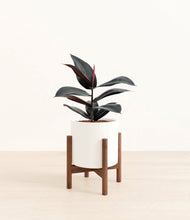 Load image into Gallery viewer, White stand:walnut
