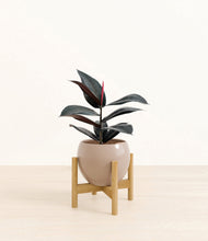 Load image into Gallery viewer, Desert Brown stand:bamboo
