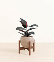 Load image into Gallery viewer, Desert Brown stand:walnut
