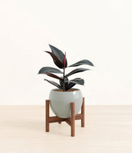 Load image into Gallery viewer, Deep Ocean stand:walnut
