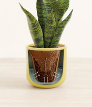 Load image into Gallery viewer, Key Lime Yellow
