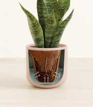 Load image into Gallery viewer, Sandy Pink

