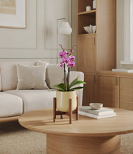 Load image into Gallery viewer, Almond Green stand:walnut
